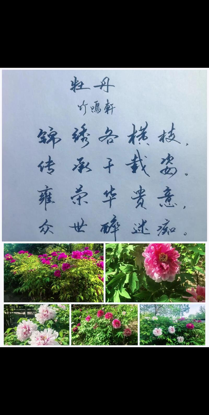 形态特征