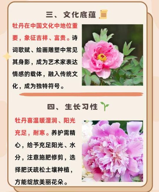 牡丹花之富贵者也：探析这一经典文言句式的植物文化内涵