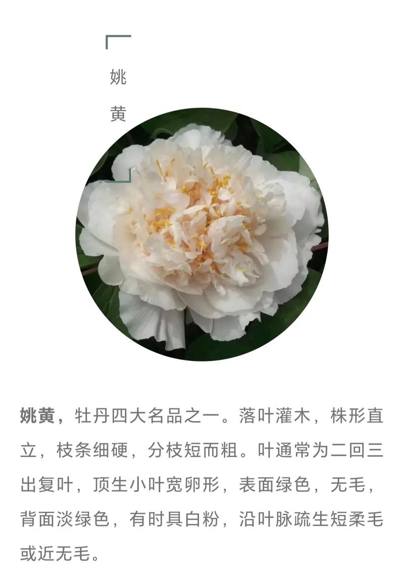 园林用途