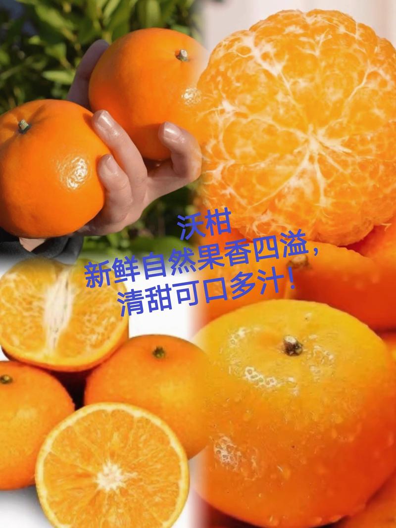 沃柑什么时候成熟?2026年成熟期、采摘时间与种植指南 促熟与采收管理操作指南