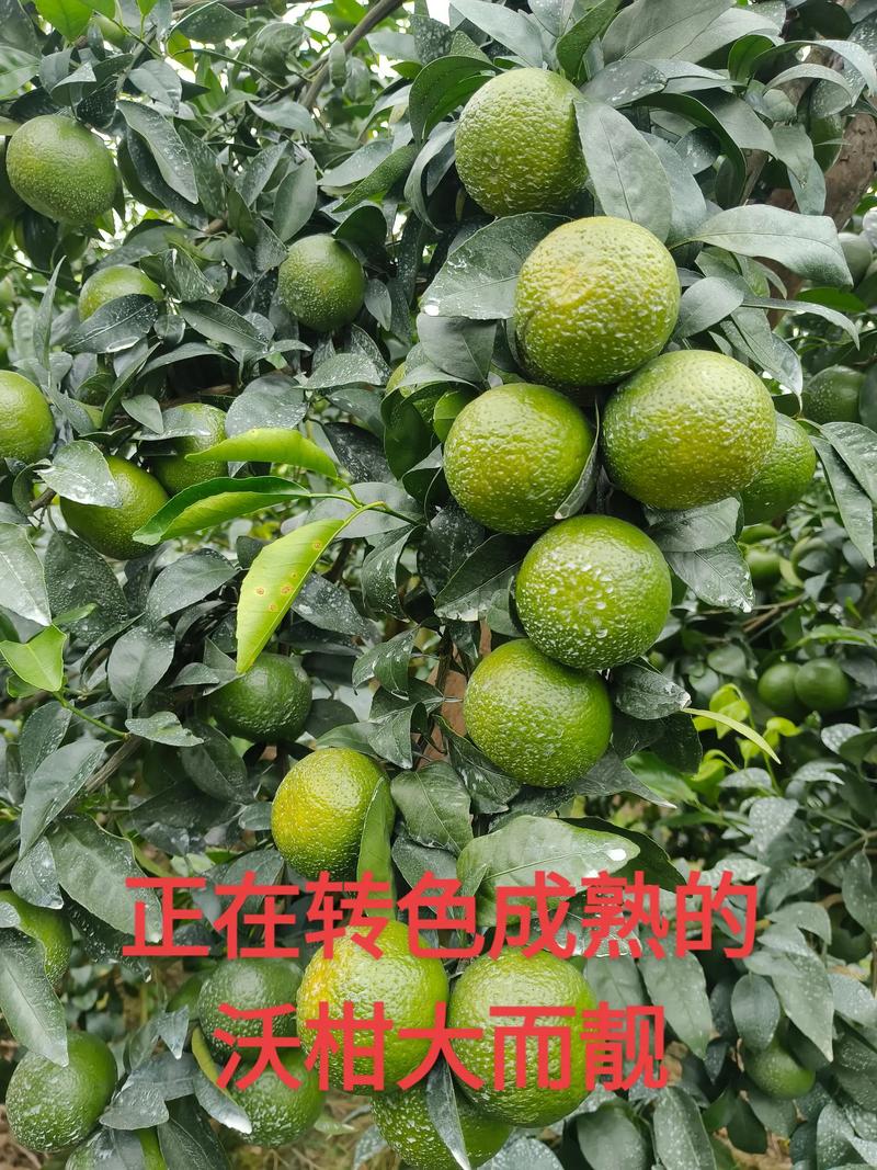 沃柑什么时候成熟?2026年成熟期、采摘时间与种植指南 总结
