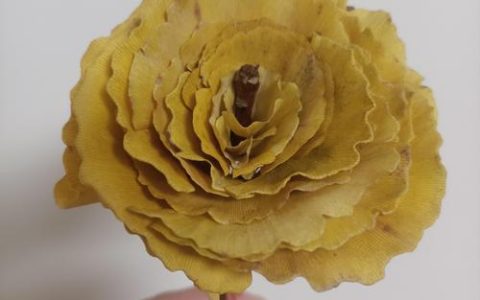 银杏什么季节开花？花期、果期与最佳观赏期全解析