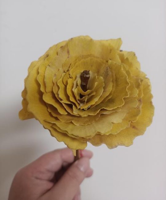 银杏什么季节开花？花期、果期与最佳观赏期全解析