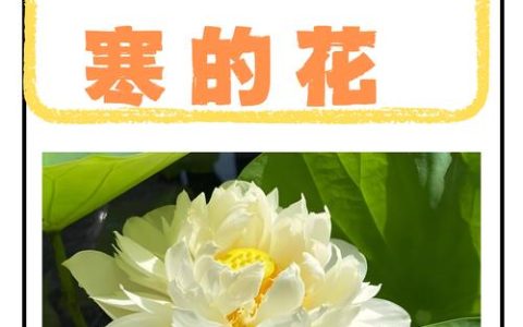 哪些花既耐高温又抗寒？这8种“皮实花”四季都能开