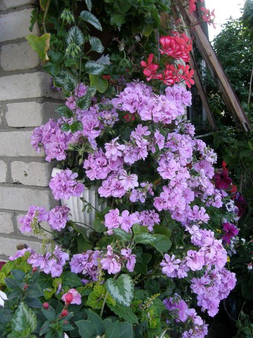哪些花既耐高温又抗寒?这8种“皮实花”四季都能开 四、选择建议