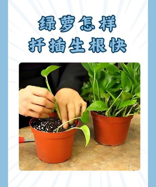 扦插苗和组培苗哪个好？一文讲透优劣与选择策略