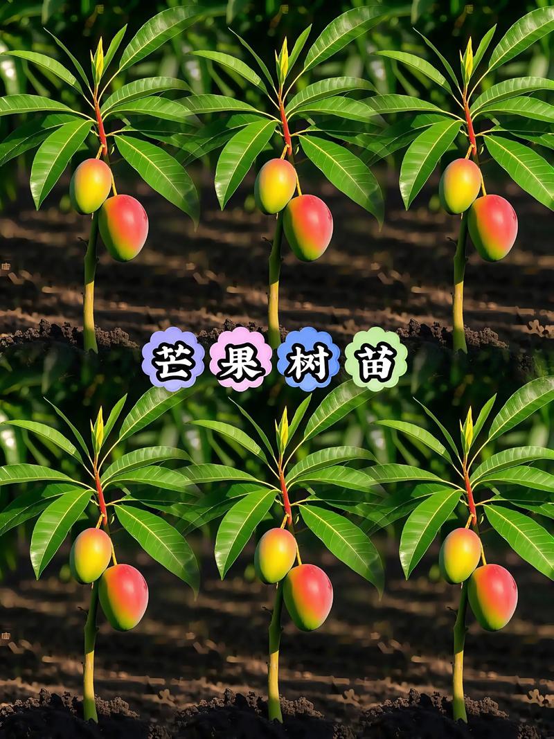 芒果树是四季常青吗?真相与种植指南全解析 光照与水分:全日照0需求,但严格忌涝