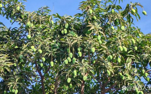 芒果树是四季常青吗？真相与种植指南全解析
