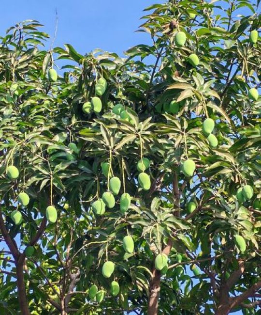 芒果树是四季常青吗？真相与种植指南全解析