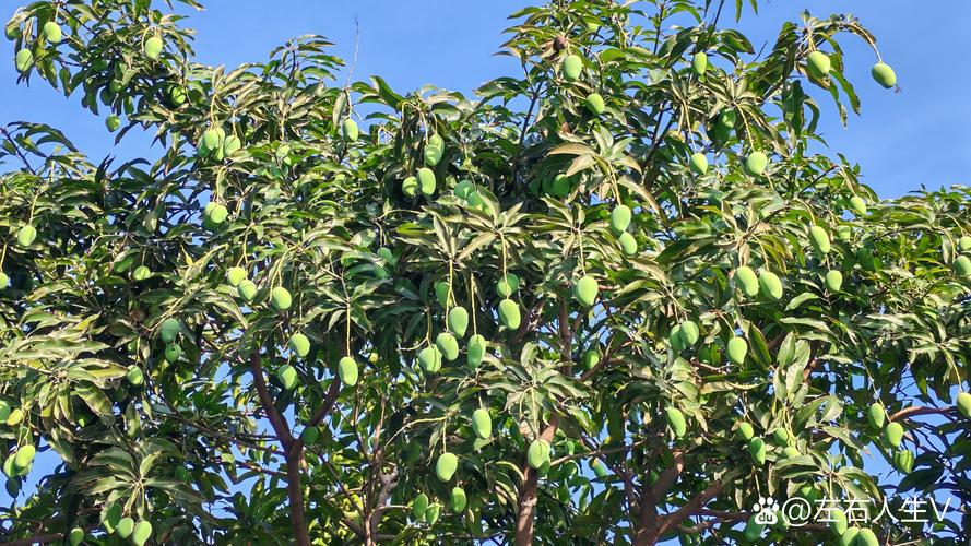 芒果树是四季常青吗?真相与种植指南全解析 芒果树是常绿乔木,但受温度影响显著