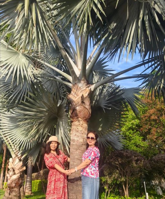 厦门的树都是什么树？街头巷尾最常见的三种乡土树种全解析