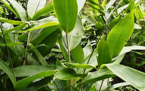 粽叶苗什么时候栽好？最佳种植时间与养护全攻略