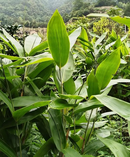 粽叶苗什么时候栽好？最佳种植时间与养护全攻略