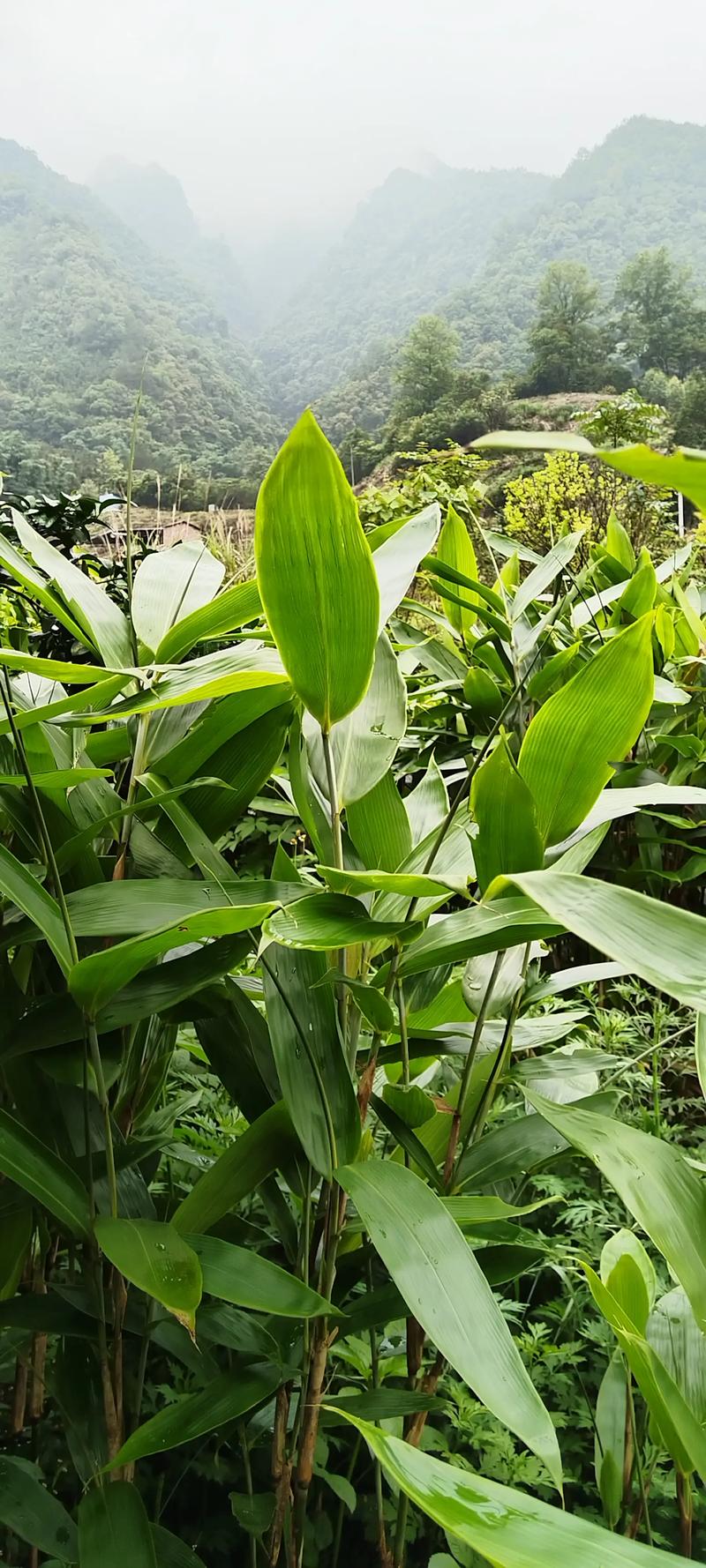 粽叶苗什么时候栽好?最佳种植时间与养护全攻略 粽叶苗什么时候栽好?最佳种植时间与养护全攻略