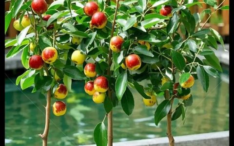 红枣树苗哪个品种好？灰枣、骏枣、金丝小枣全维度对比与选购指南