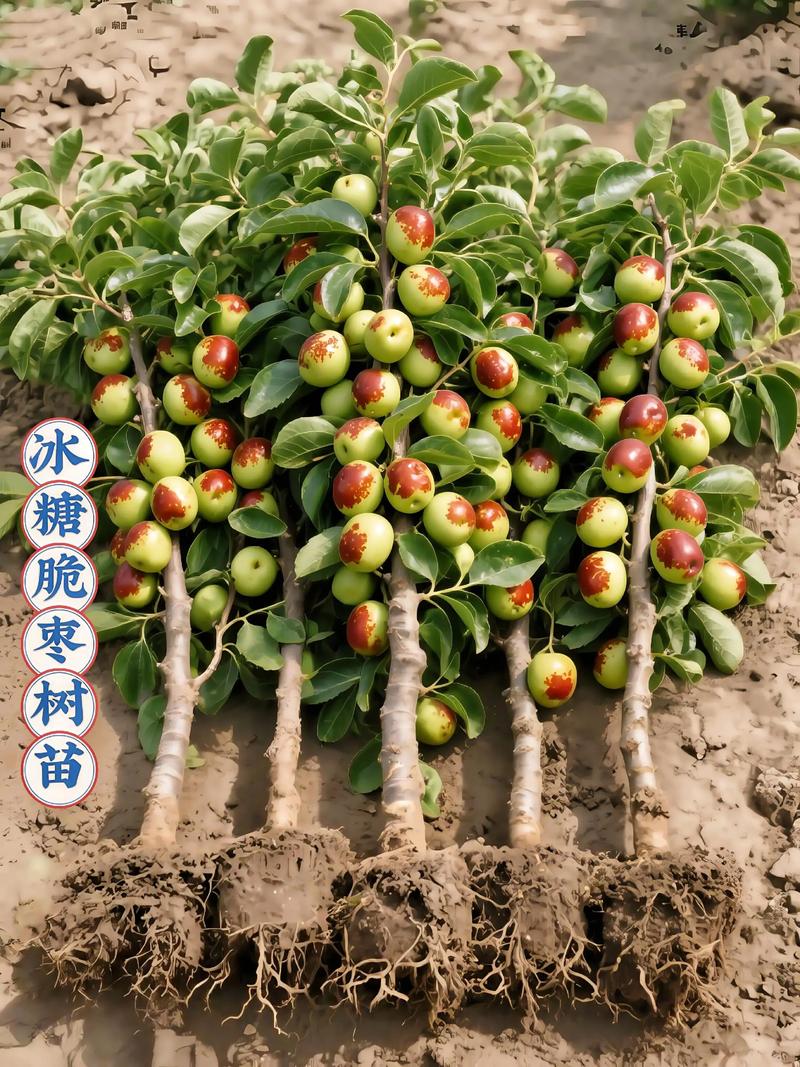 红枣树苗哪个品种好?灰枣、骏枣、金丝小枣全维度对比与选购指南 采购红枣树苗:三步判断苗木质量