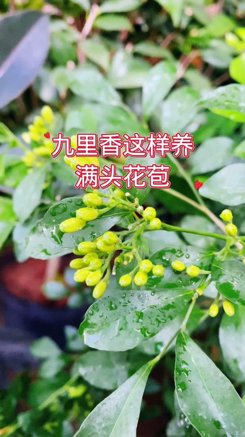 九里香如何修剪才能开花?掌握这些技巧,满树花苞 施肥:促花关键在磷钾,薄肥勤施是原则