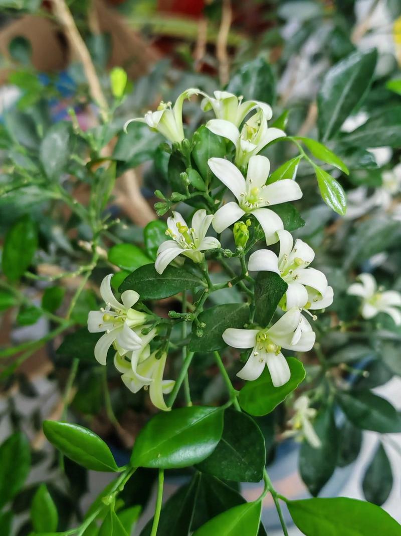 九里香如何修剪才能开花?掌握这些技巧,满树花苞 光照:全日照是开花保障,但需防暴晒