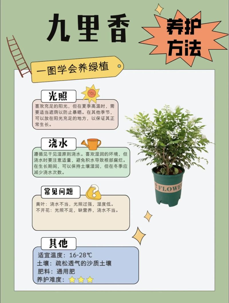 九里香如何修剪才能开花?掌握这些技巧,满树花苞 换盆/田间管理:根系健康是开花的基础