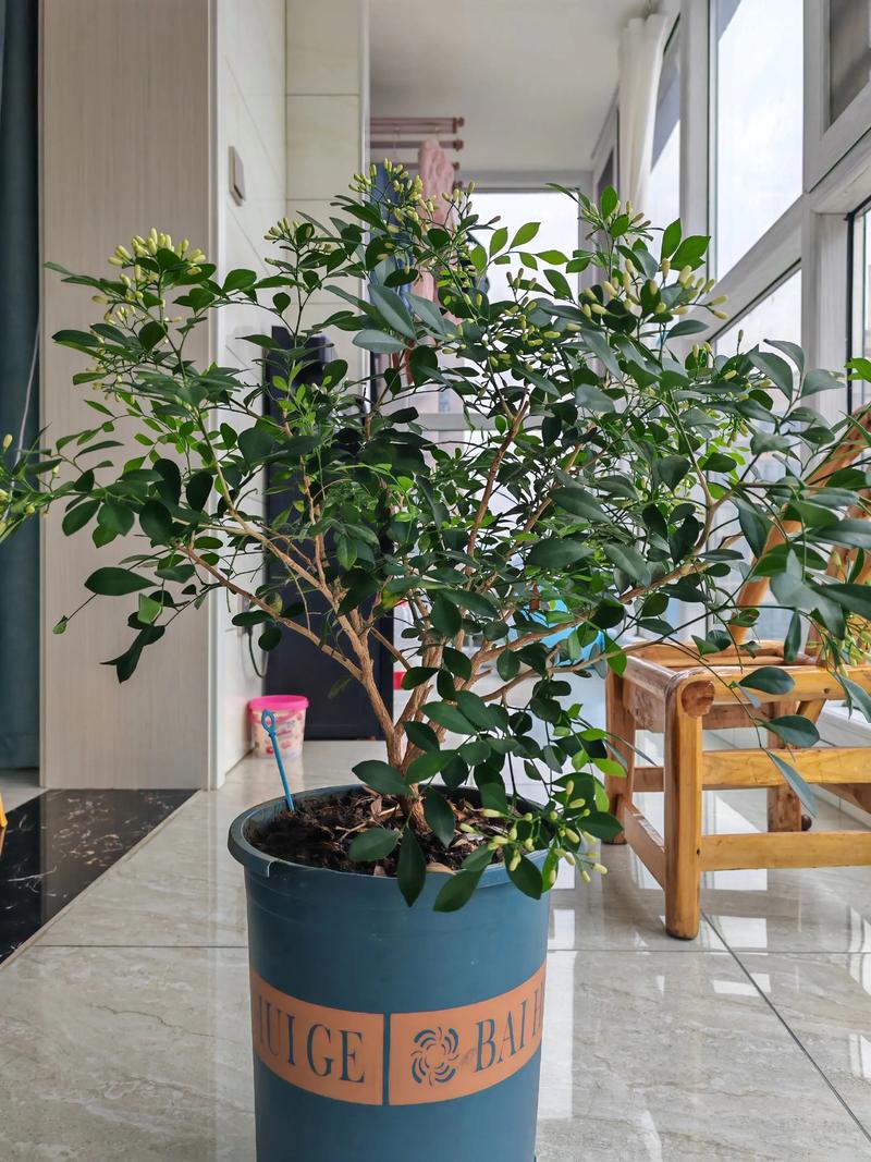 九里香如何修剪才能开花?掌握这些技巧,满树花苞 越冬越夏:温度管理是生命线