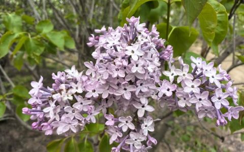 丁香树庭院种植全攻略：花香满园，养护无忧