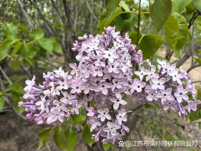 丁香树庭院种植全攻略:花香满园,养护无忧 丁香树庭院种植全攻略:花香满园,养护无忧
