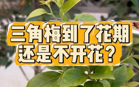 三角梅不开花的解决方法：光照、施肥与修剪的全方位指南
