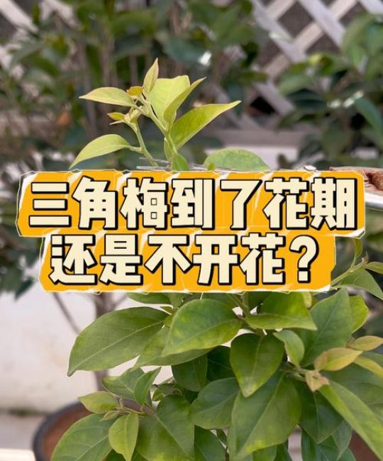 三角梅不开花的解决方法：光照、施肥与修剪的全方位指南