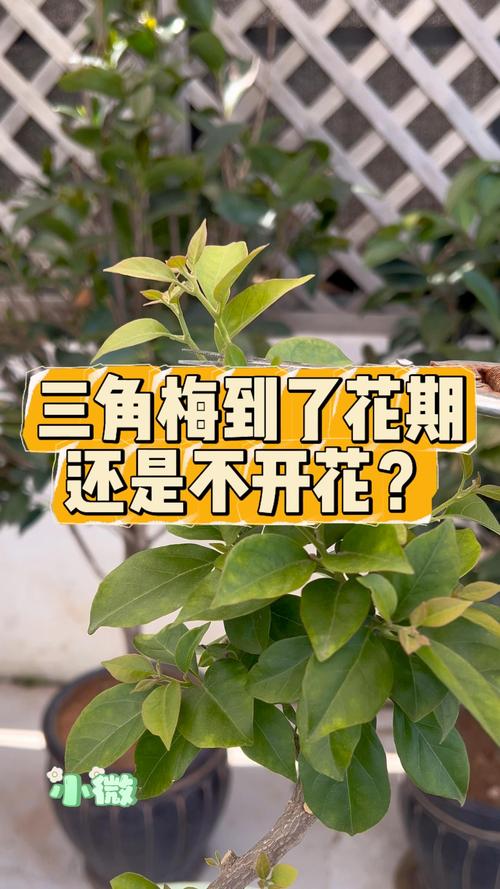 三角梅不开花的解决方法:光照、施肥与修剪的全方位指南 三角梅不开花的解决方法:光照、施肥与修剪的全方位指南