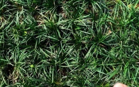 玉龙草有种子吗？揭秘玉龙草的繁殖奥秘