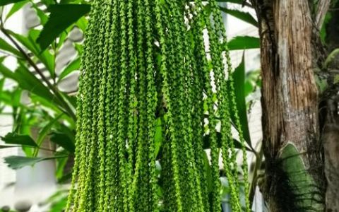 水葵是什么植物？一篇读懂这种独特水生植物的百科指南