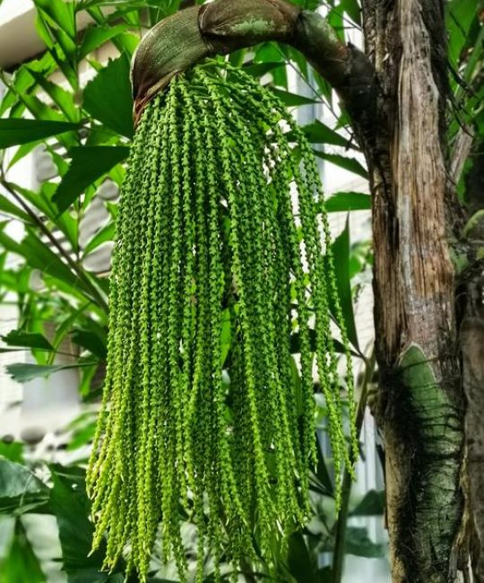 水葵是什么植物？一篇读懂这种独特水生植物的百科指南