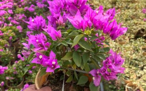 粉红豹三角梅勤花吗？全面解析其开花特性与养护技巧