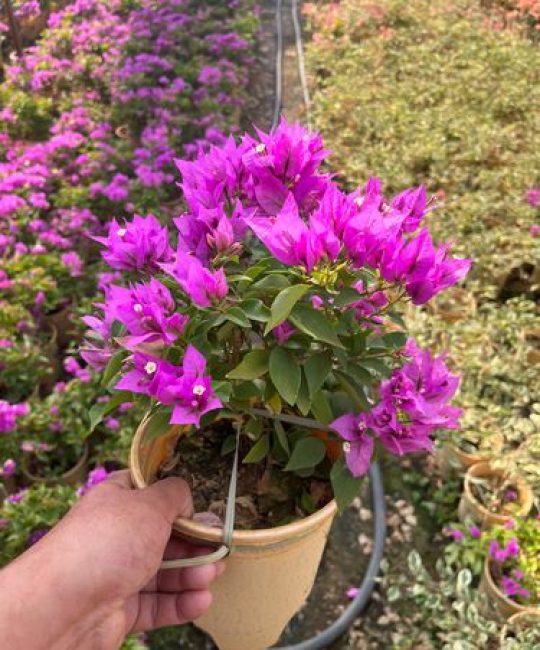 粉红豹三角梅勤花吗？全面解析其开花特性与养护技巧