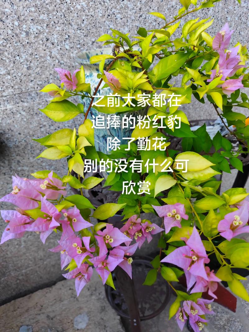 粉红豹三角梅勤花吗?全面解析其开花特性与养护技巧 养护要点:让粉红豹开花更多、更勤