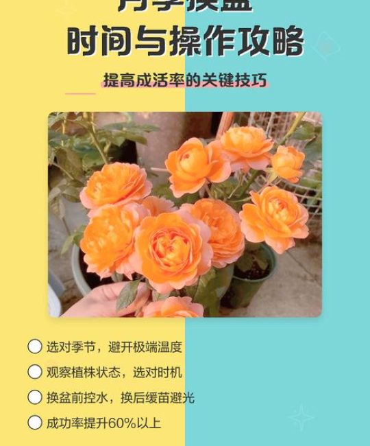 月季换盆的最佳时间与全流程养护指南