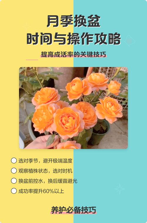 月季换盆的最佳时间与全流程养护指南 月季换盆的最佳时间与全流程养护指南
