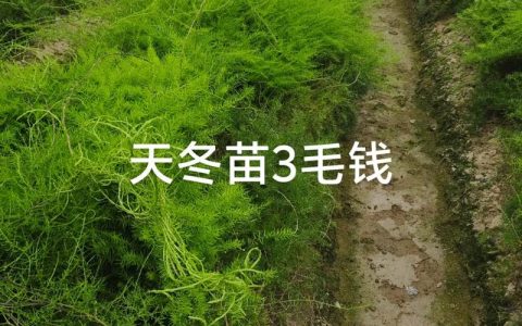 一亩天冬种苗要多少株？栽植密度与株行距推荐计算