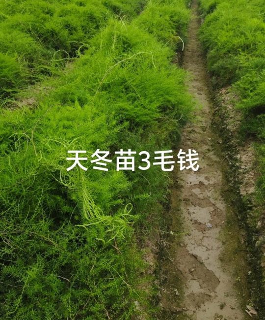 一亩天冬种苗要多少株？栽植密度与株行距推荐计算