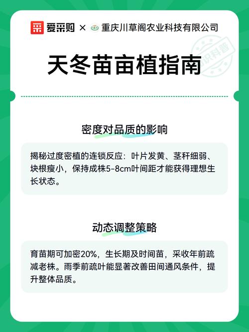 一亩天冬种苗要多少株?栽植密度与株行距推荐计算 种植密度不当的常见错误