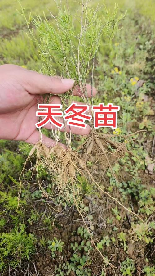 一亩天冬种苗要多少株?栽植密度与株行距推荐计算 不同土壤与采收年限如何调整密度