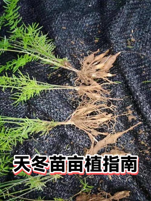一亩天冬种苗要多少株?栽植密度与株行距推荐计算 总结