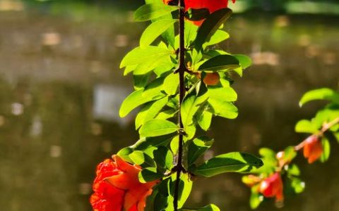 冬天腊梅花夏天石榴花是什么歌？——探秘寒冬腊梅与盛夏石榴的植物学对话