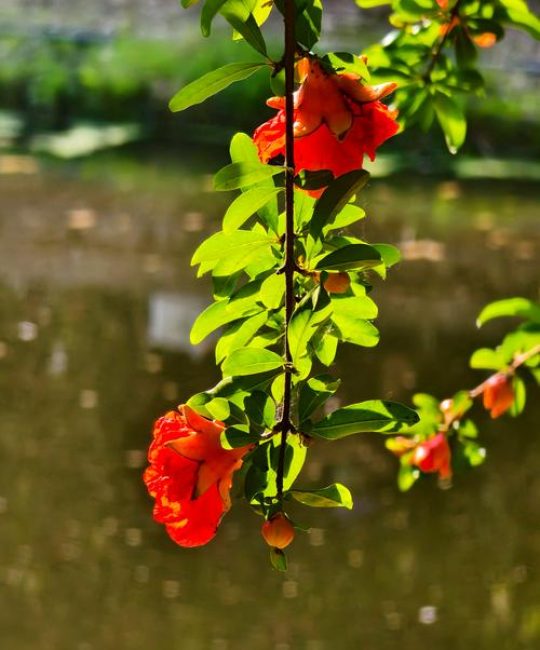 冬天腊梅花夏天石榴花是什么歌？——探秘寒冬腊梅与盛夏石榴的植物学对话