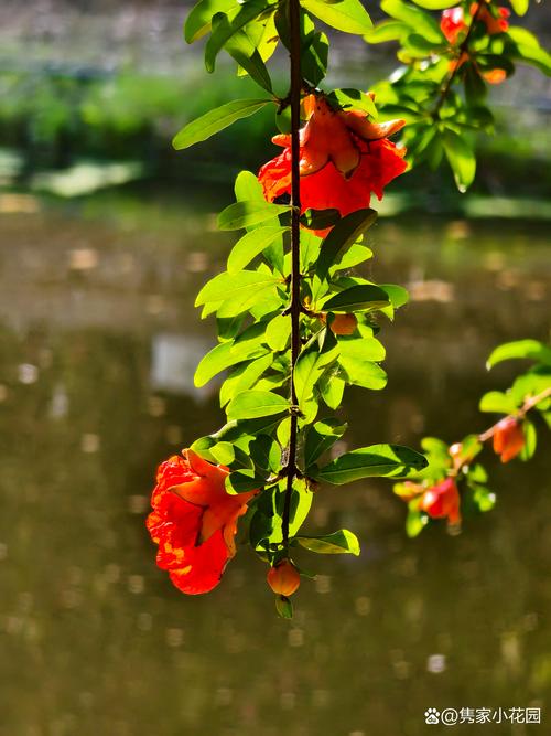 冬天腊梅花夏天石榴花是什么歌?——探秘寒冬腊梅与盛夏石榴的植物学对话 冬天腊梅花夏天石榴花是什么歌?——探秘寒冬腊梅与盛夏石榴的植物学对话