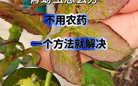 花上的蚜虫怎么清除？家庭园艺最有效的5种防治方法
