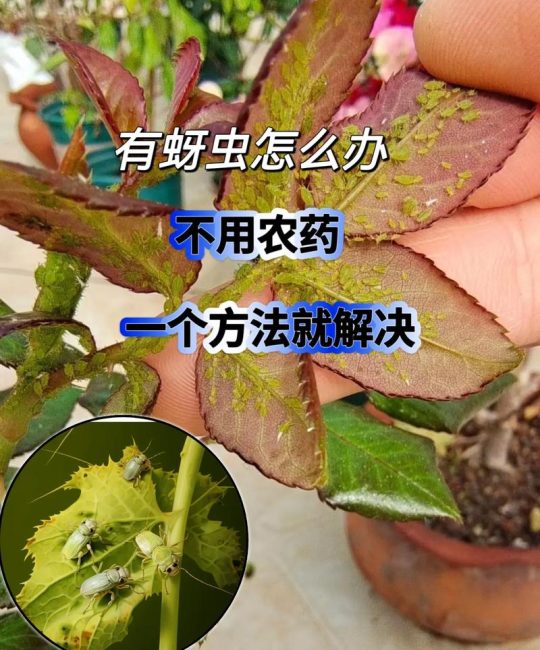 花上的蚜虫怎么清除？家庭园艺最有效的5种防治方法