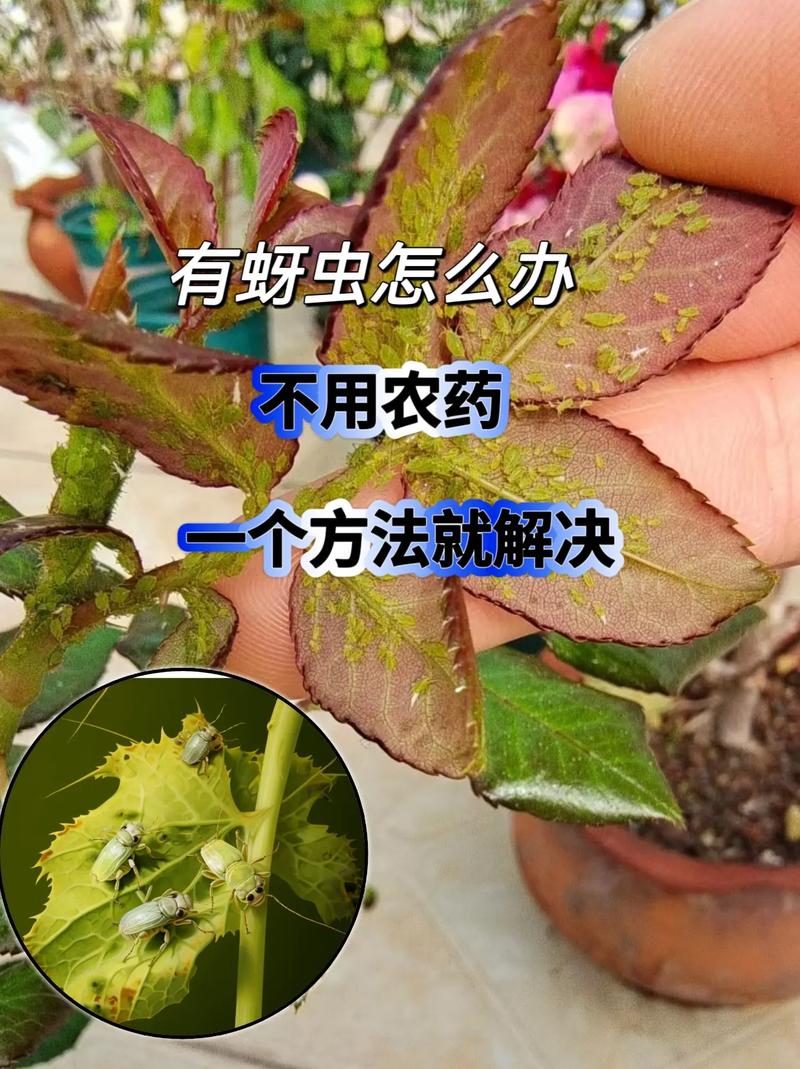 花上的蚜虫怎么清除?家庭园艺最有效的5种防治方法 花上的蚜虫怎么清除?家庭园艺最有效的5种防治方法