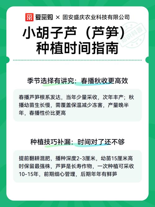 胡须种植指南:从选时到成活的完整操作步骤 六、缓苗管理