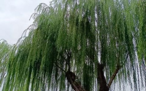 屋前能栽柳树吗？园艺与风水双重视角下的科学解读